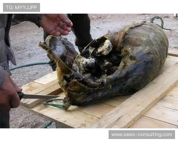 赵丽回顾CSGO职业生涯与成长历程的深度专访分享